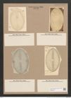 Navicula praetexta Ehr. (de-Toni-Nr.: Genus 1, Species 362) Zeichnungen Sammlung Grunow Nr. 810 (NHMW-BOT-W0367235)